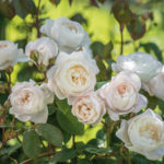 Gorgeous New English Roses From David Austin (10 photos)