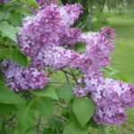 Bring on the Blossoms: 9 Top Picks for Flowering Shrubs (9 photos)