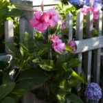 Give Your Summer Garden Tropical Flair With Mandevilla (8 photos)