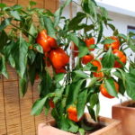 Expert Tips for Growing Edibles in Containers (12 photos)