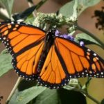 6 Steps to Creating Your Butterfly Garden (14 photos)
