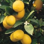There’s a Lot to Love About a Meyer Lemon Tree (6 photos)
