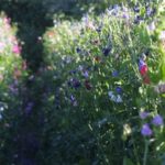 Scents and Sensibility: The Aromatherapy Garden (14 photos)