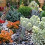 How to Save Money on Succulents (13 photos)