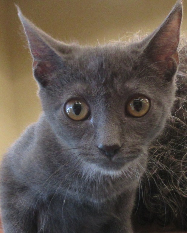 Four-month-old Buffy is available for adoption through Tender Loving Critters.