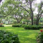 An All-Star List of 10 Shade Trees to Plant This Fall (13 photos)