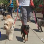 Pets' needs influencing millennial housing choices