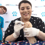 Beer Kitty Kitty fundraiser raises pints and money for Rancho Cucamonga’s Kitten Nursery