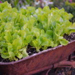 10 Easy Edibles to Grow in Containers (11 photos)
