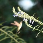 Attract Hummingbirds and Bees With These Beautiful Summer Flowers (15 photos)