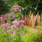 20 Favorite Flowers for the Fall Landscape (24 photos)
