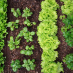 10 Edible Greens to Plant Now (13 photos)